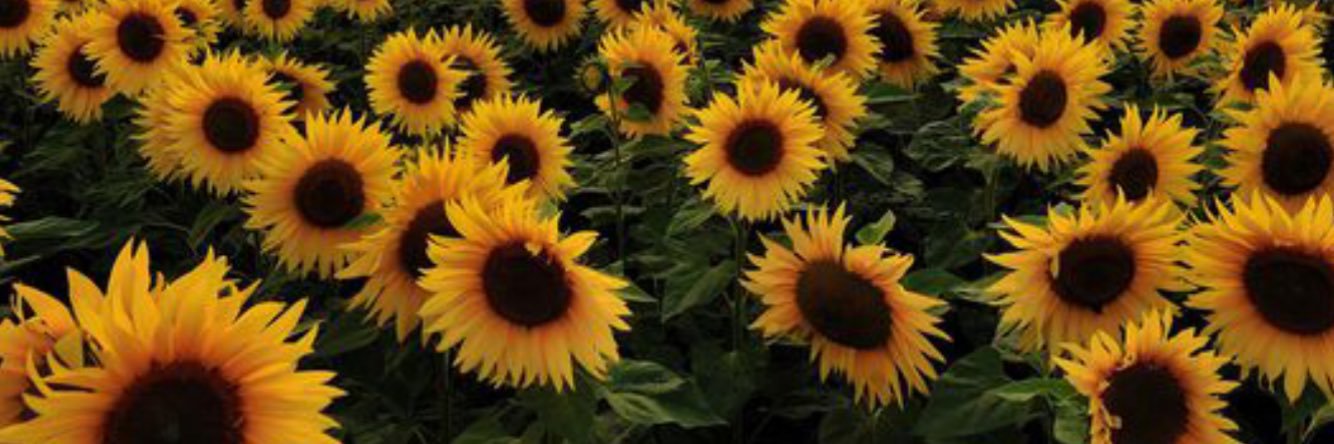 amanda__lane's profile banner image