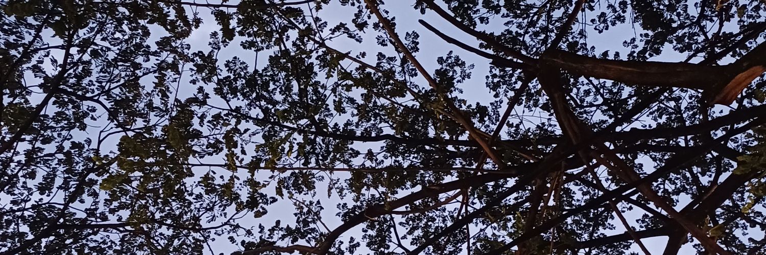 oasxso's profile banner image