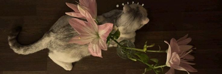 Emily. banner