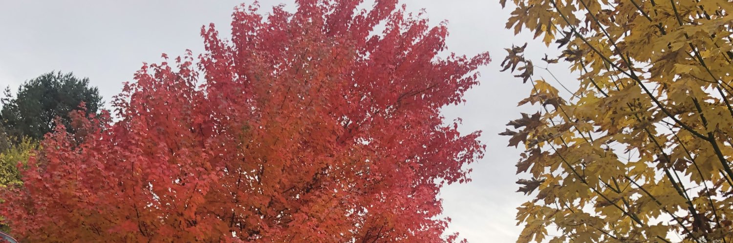 zachlam's profile banner image