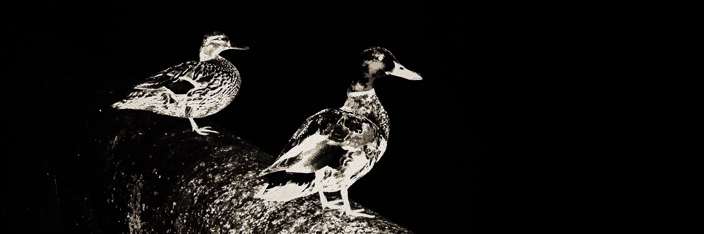 Michael Reilly banner