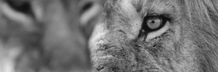 hsnsdr's profile banner image