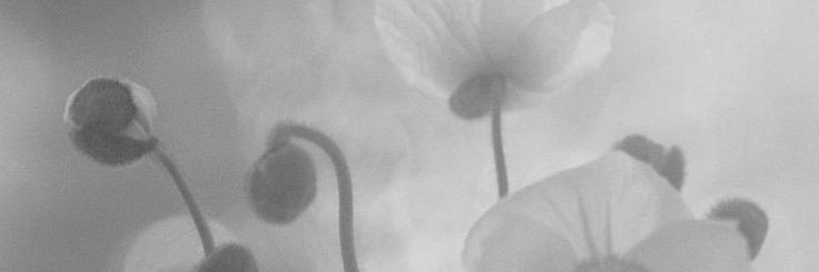 Sycophancys's profile banner image