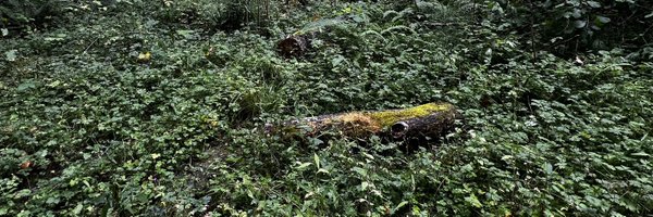 _umeaaa Profile Banner