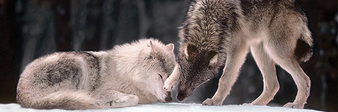 🦺 Jen🌲🐺💧#MedicareForAll⏳#ForceTheVote banner