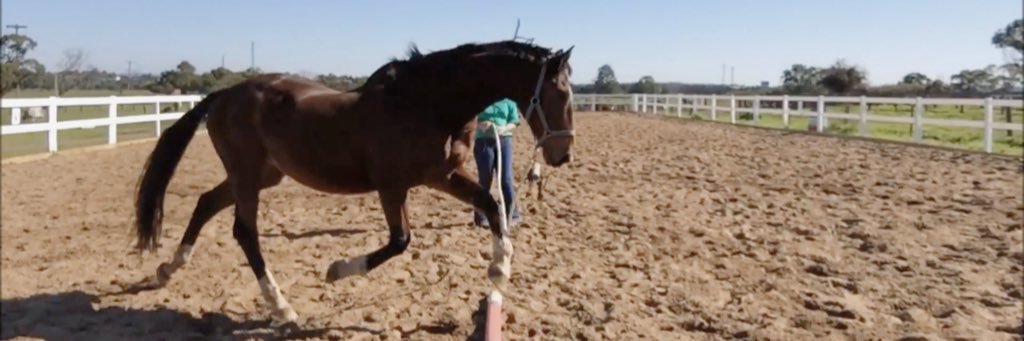 lyssaequestrian's profile banner image
