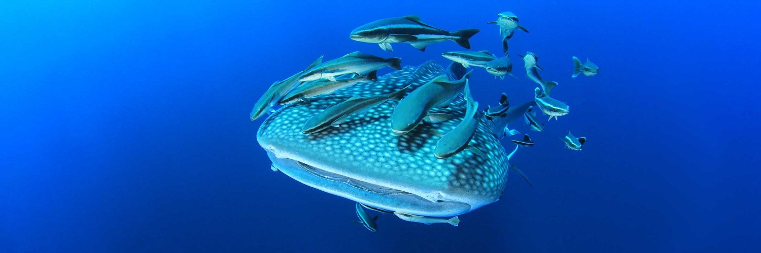 Dive Worldwide banner