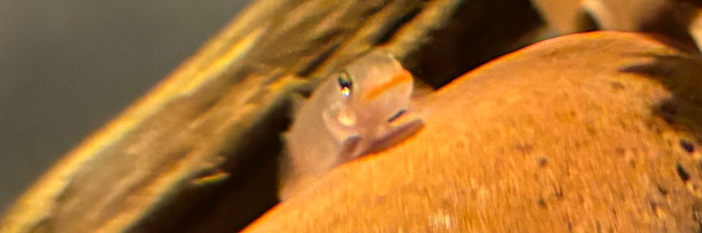 fuuga4aqua's profile banner image