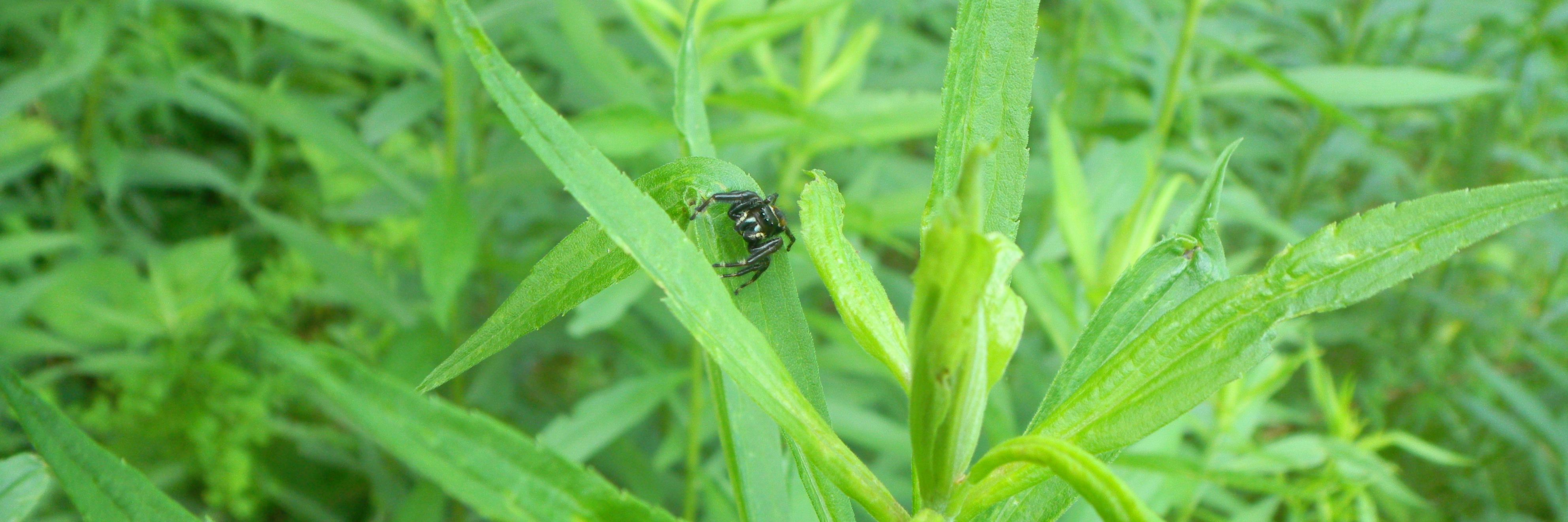 Robert Buchkowski banner