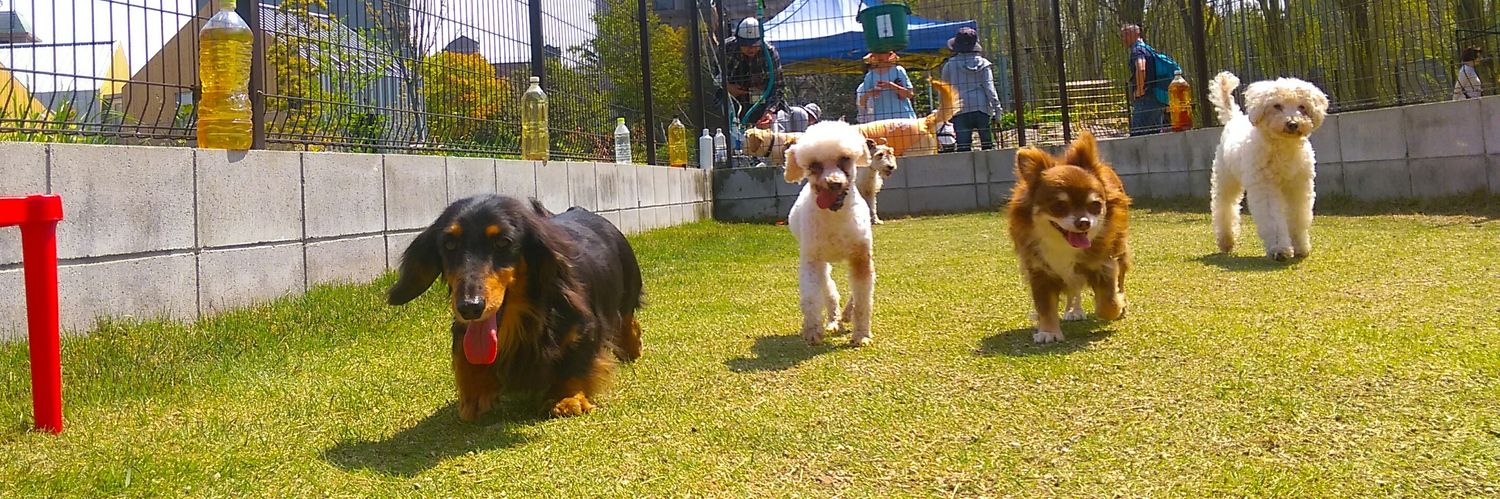 partnerdogtown's profile banner image