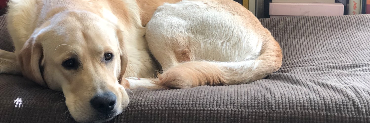 quiringtyler's profile banner image