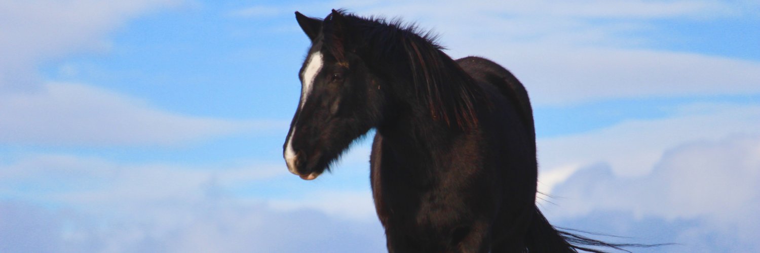 RewildingNow's profile banner image