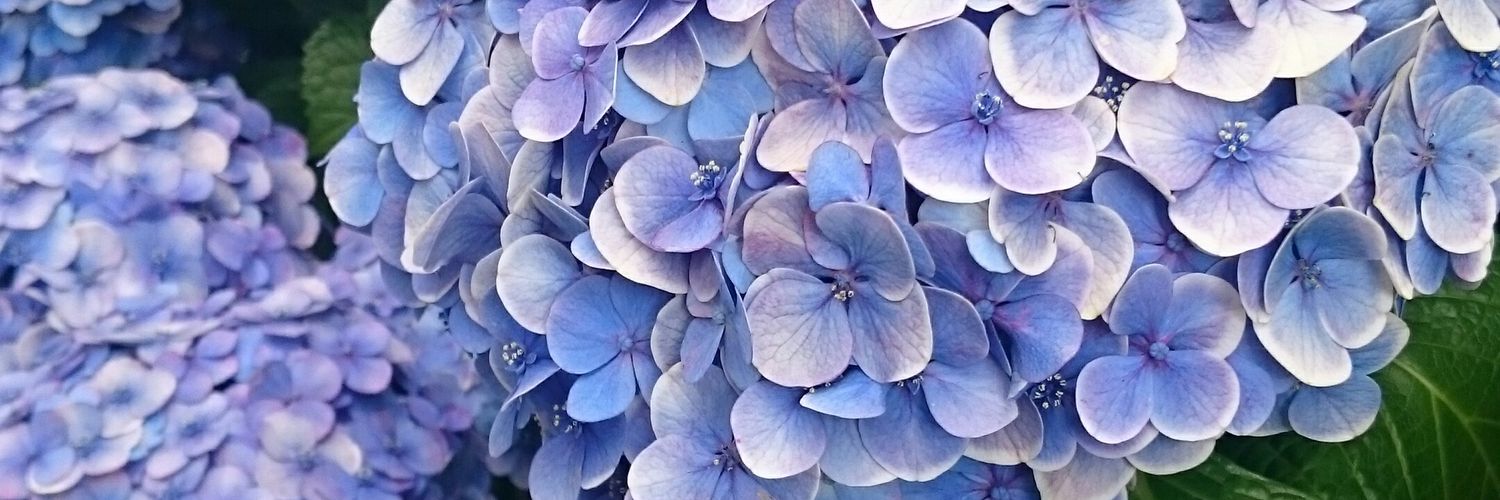 June_lotus's profile banner image
