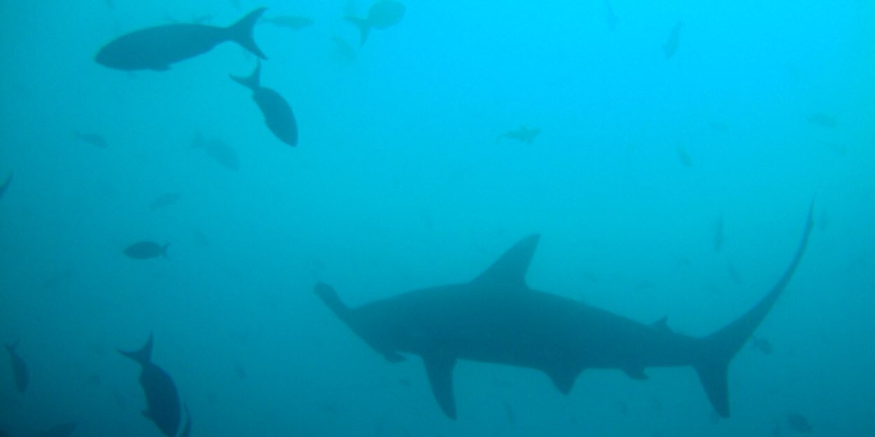 Michael Kalfayan banner