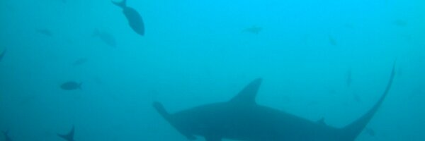 MichaelKalfayan Profile Banner