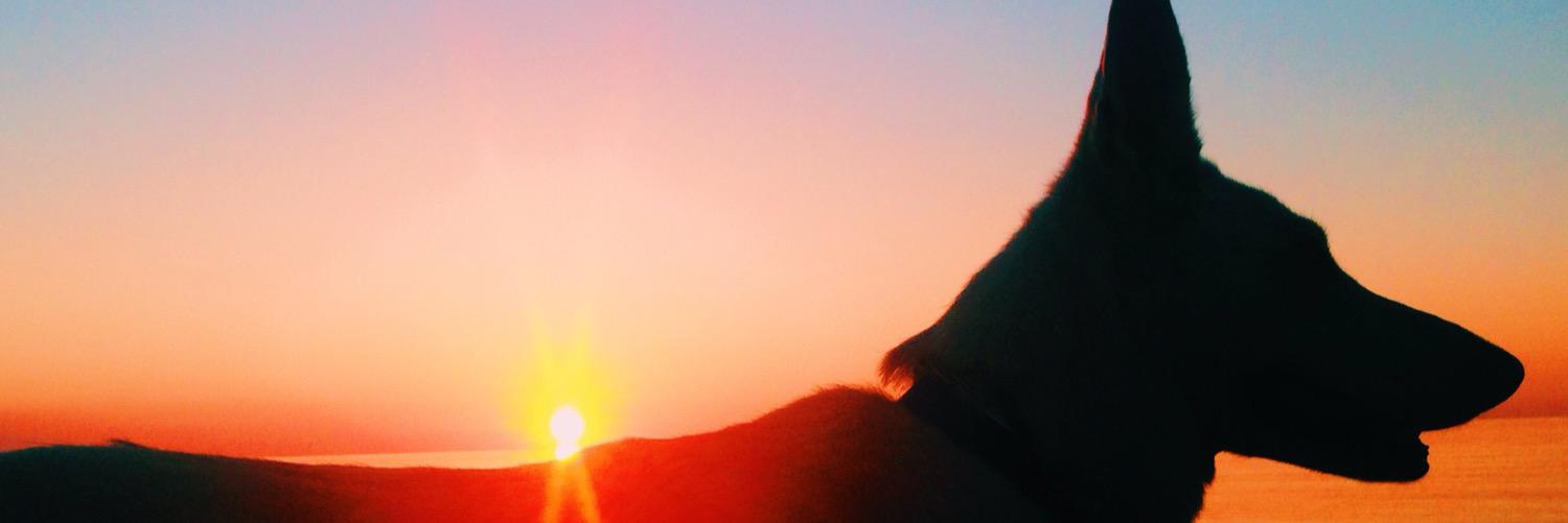 sallyNOswagg's profile banner image