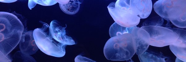 fumi_32 Profile Banner