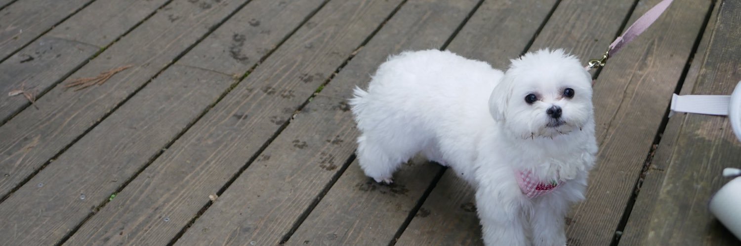 39dog_everyday's profile banner image