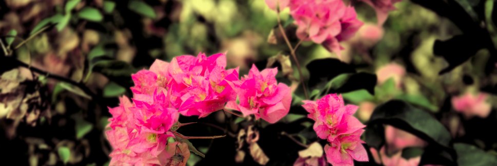 pankhurikumar23's profile banner image