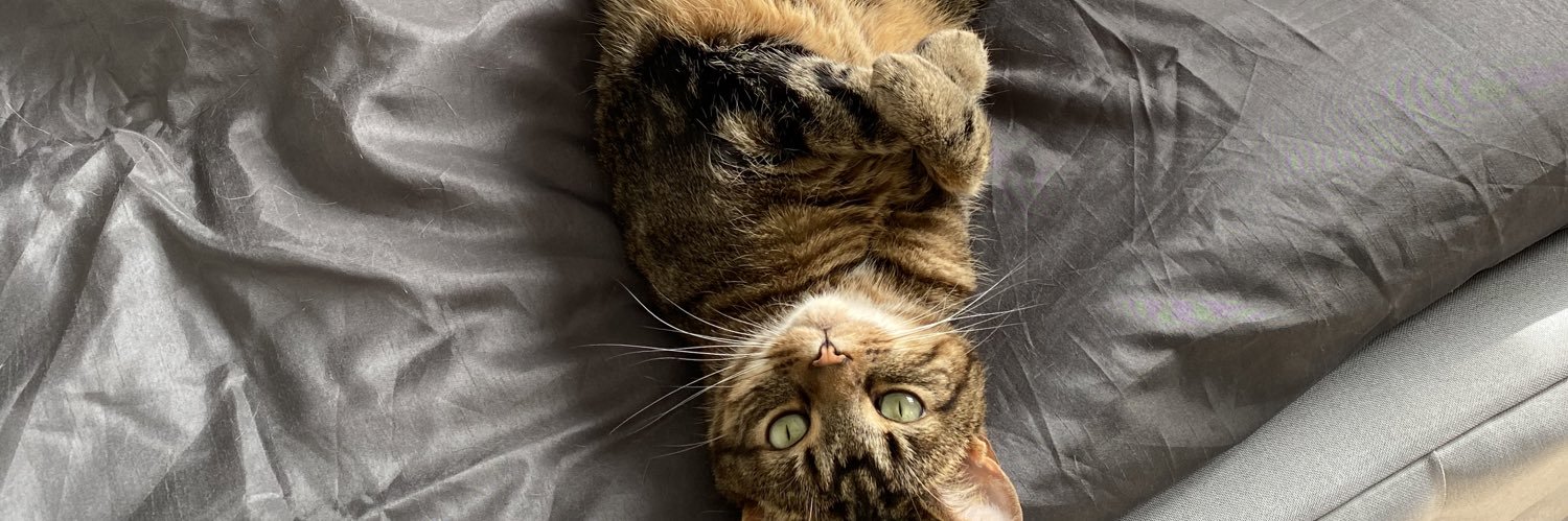 FelineGecko's profile banner image