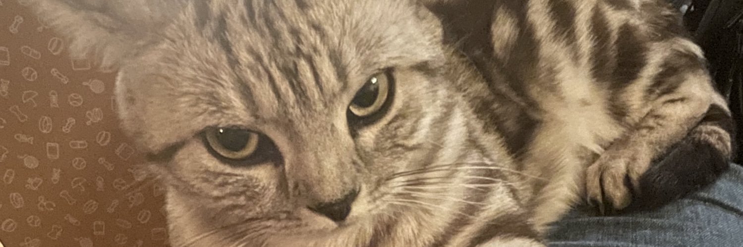 Cathal McCabe banner