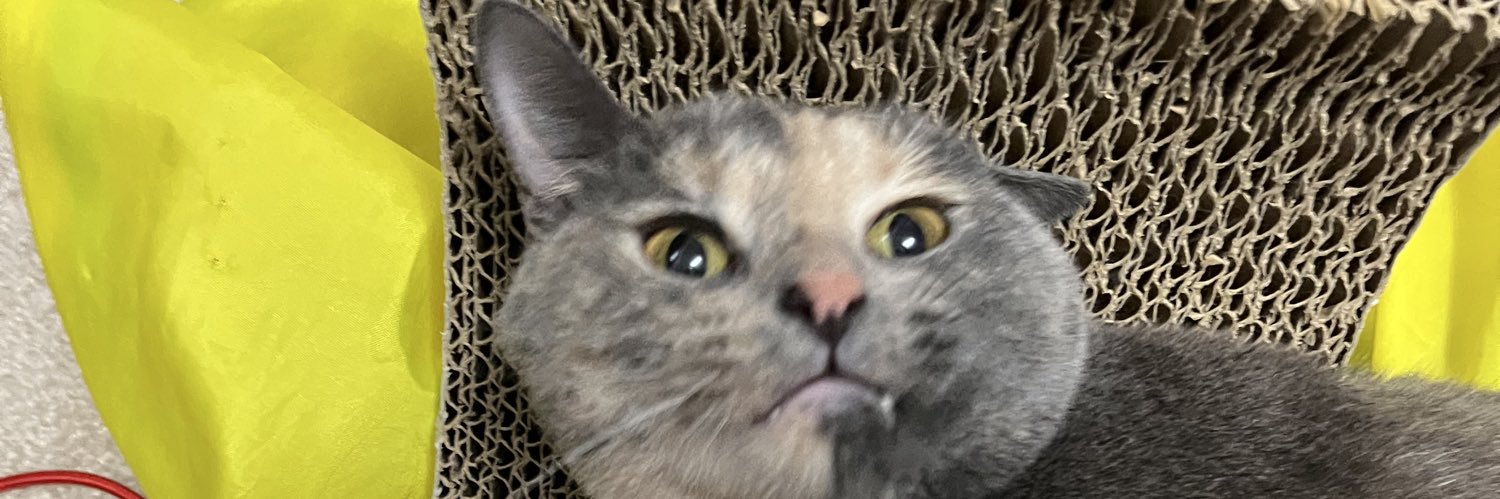 chloeeful's profile banner image