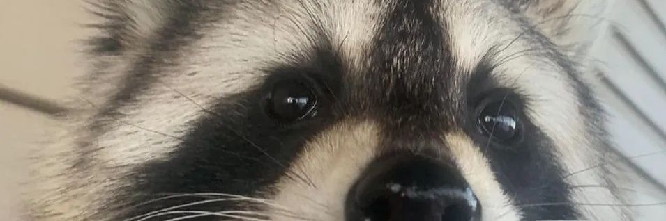 BigDaddyNoRacc's profile banner image