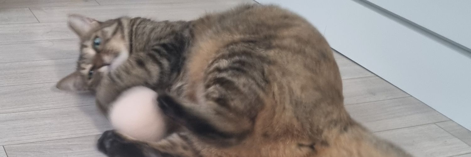 토실토실도토리🌰 banner