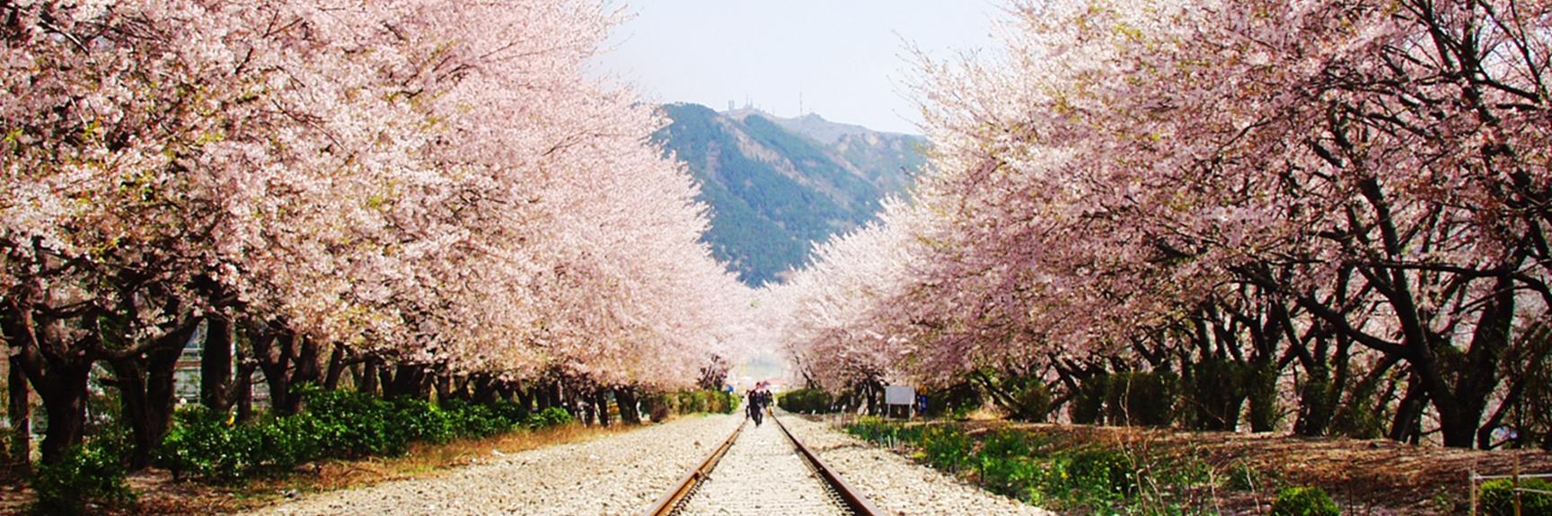 Korean_DvdShop's profile banner image