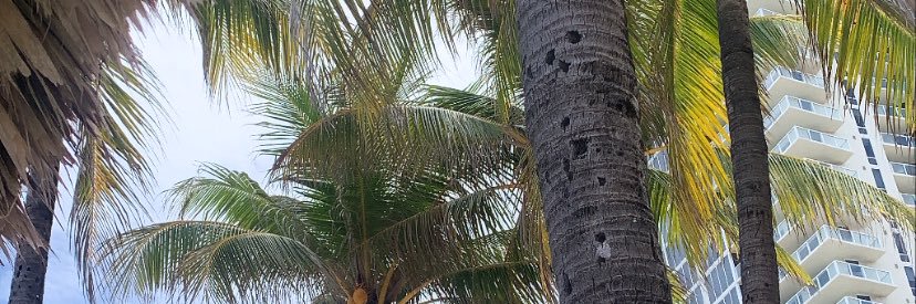 bella_mcvay's profile banner image