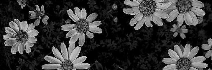𝓑𝓮𝓵𝓮𝓷 ❀ banner