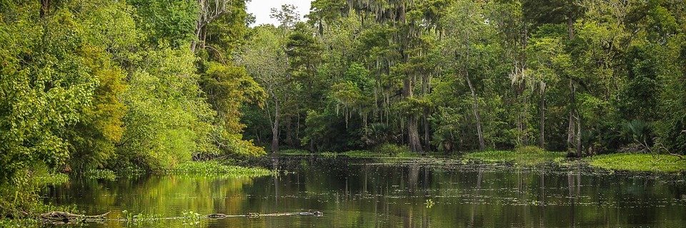 The_SwampMonsta's profile banner image