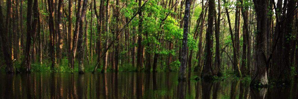 Matt_Shealy's profile banner image