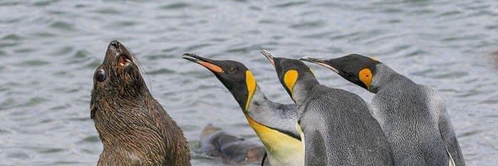 Netty Verschoor banner