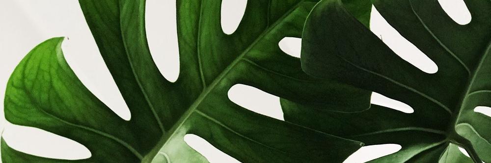 caatdee's profile banner image