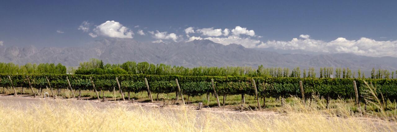 KalosWines's profile banner image