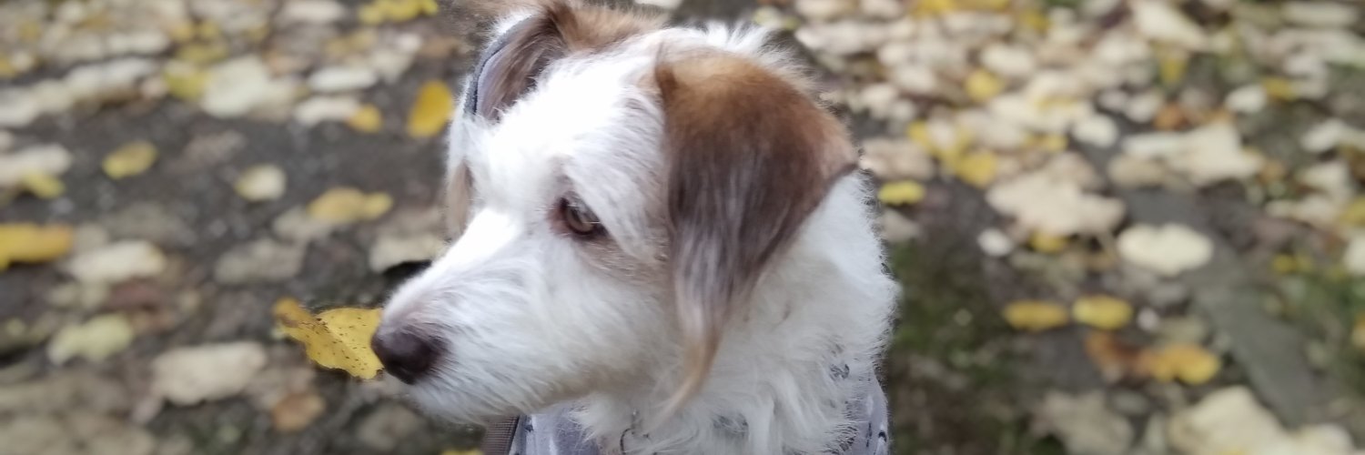 cszeri's profile banner image