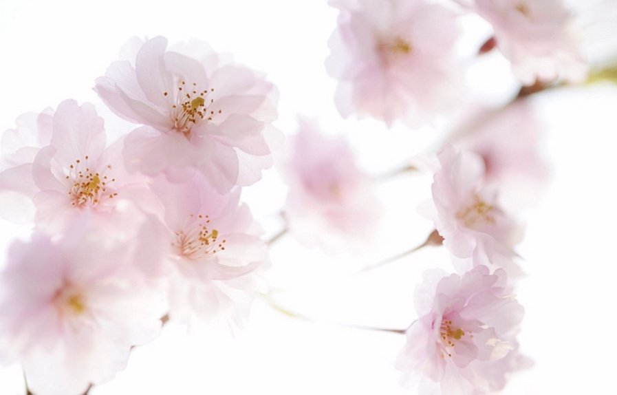 sakurako_fc2's profile banner image