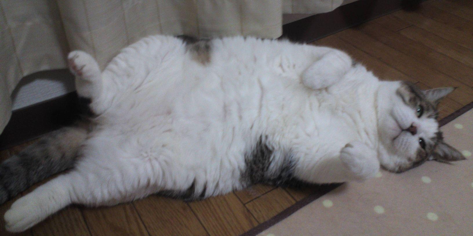 さっち banner