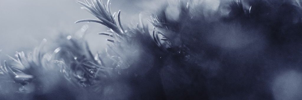Adelaide Angel banner