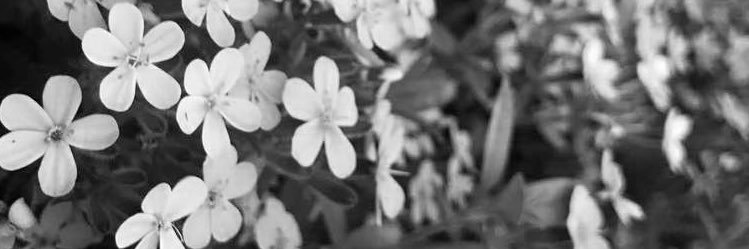oreichenbachh's profile banner image