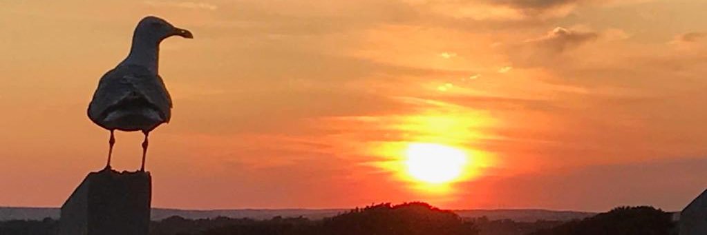 buddaofeuston's profile banner image