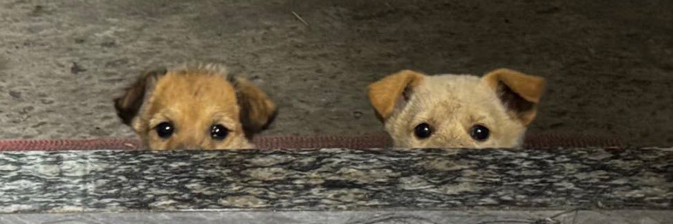 (I’m here) ◡̈ banner