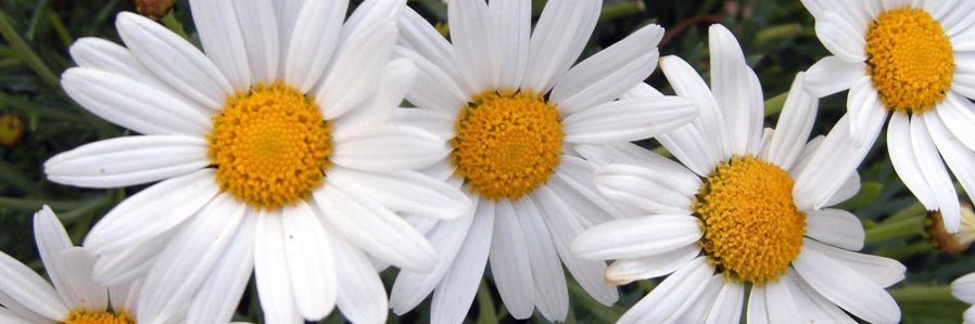 DiRamirezLazo's profile banner image
