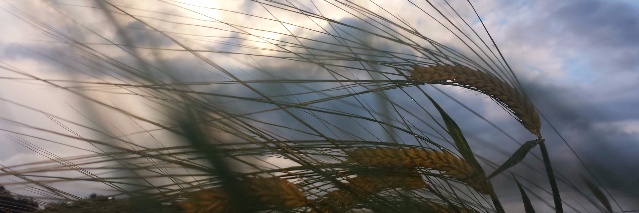 FrancesBrace's profile banner image