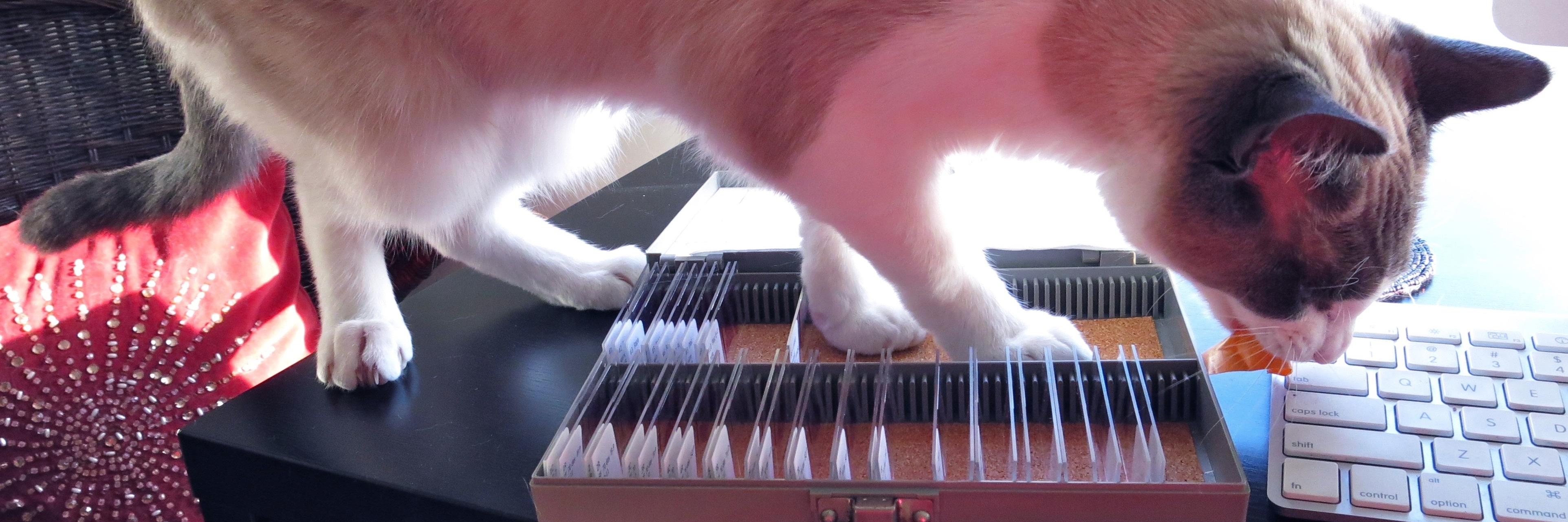 Dr Nicola Parry banner