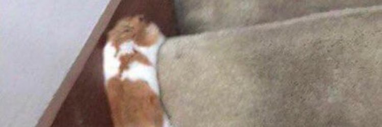 Rebeccajessup_'s profile banner image