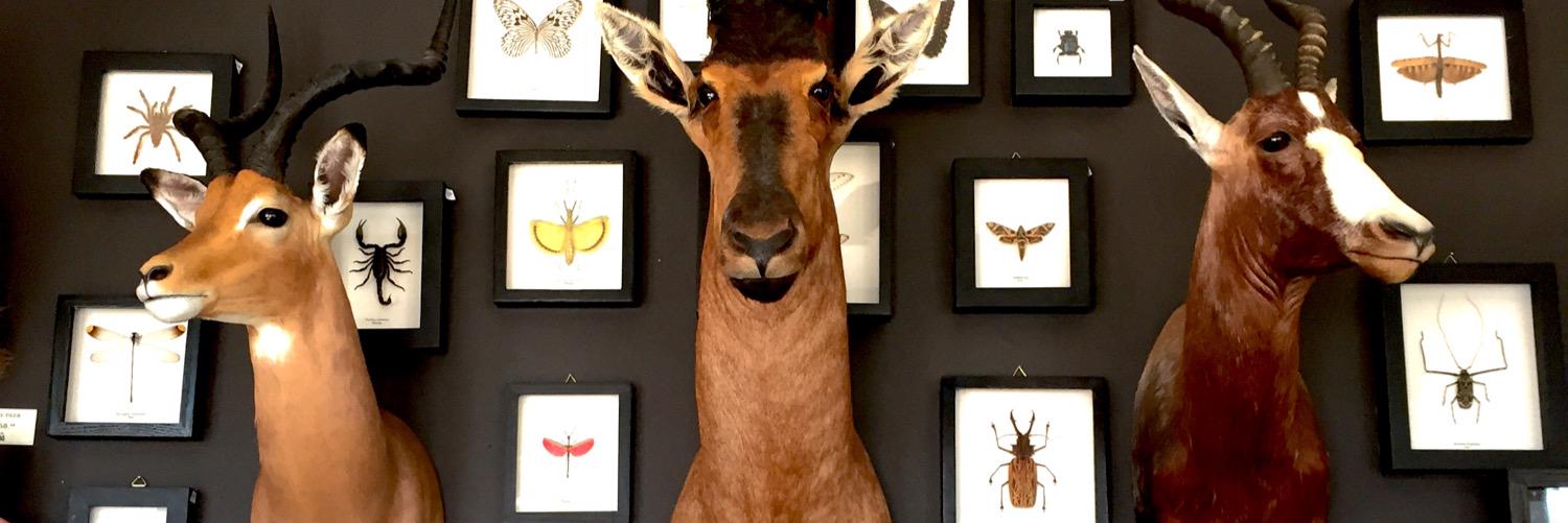 Curious Nature banner