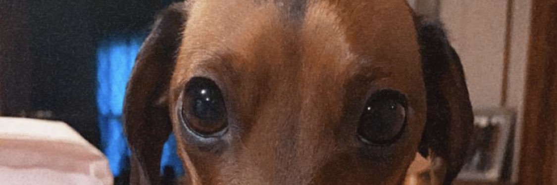 KenziMcIntosh's profile banner image