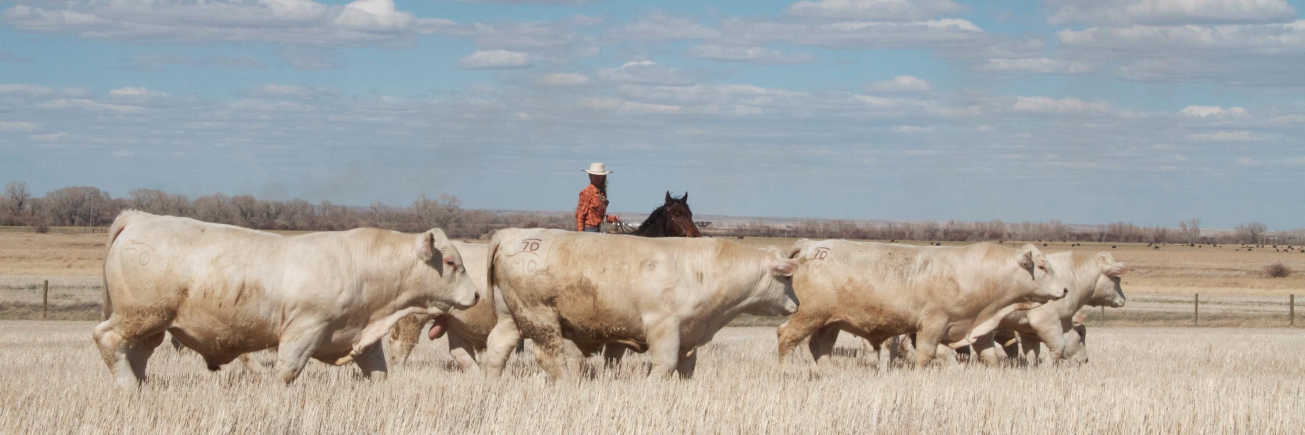 DeBruycker Charolais banner